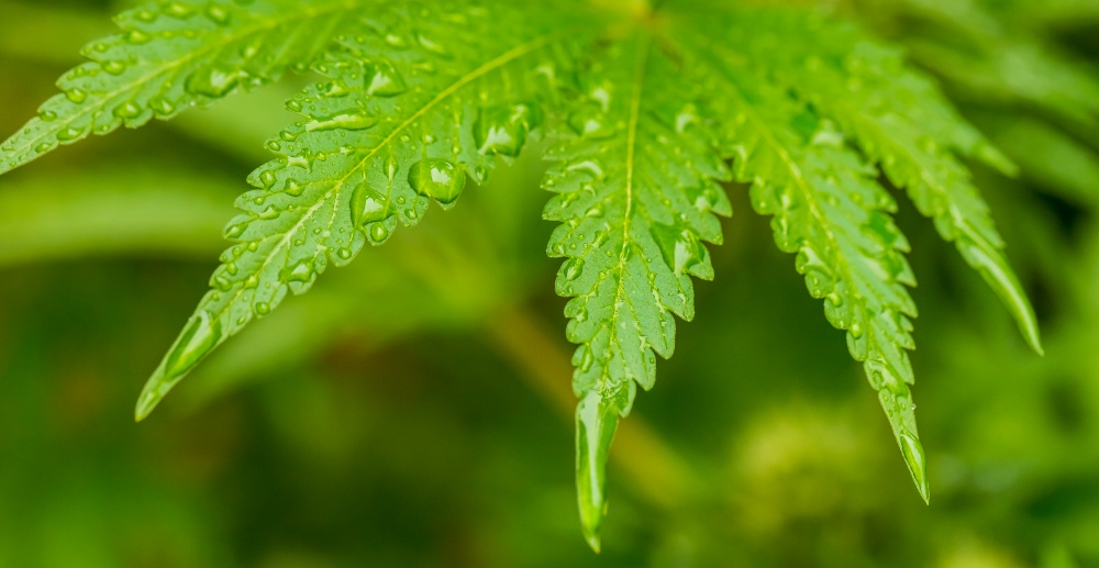 Macro close up of a Cannabis Medical Marijuana plant leaf
