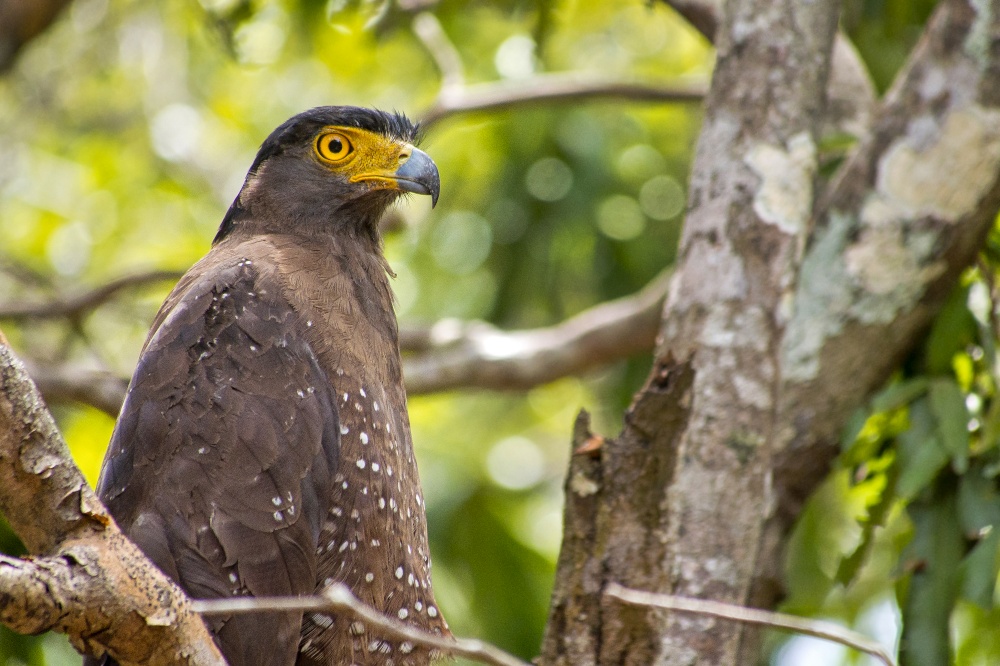 Crested Serpent Eagle, Spilornis cheela, Wilpattu National Park, Sri Lanka, Asia. Alberto Carrera