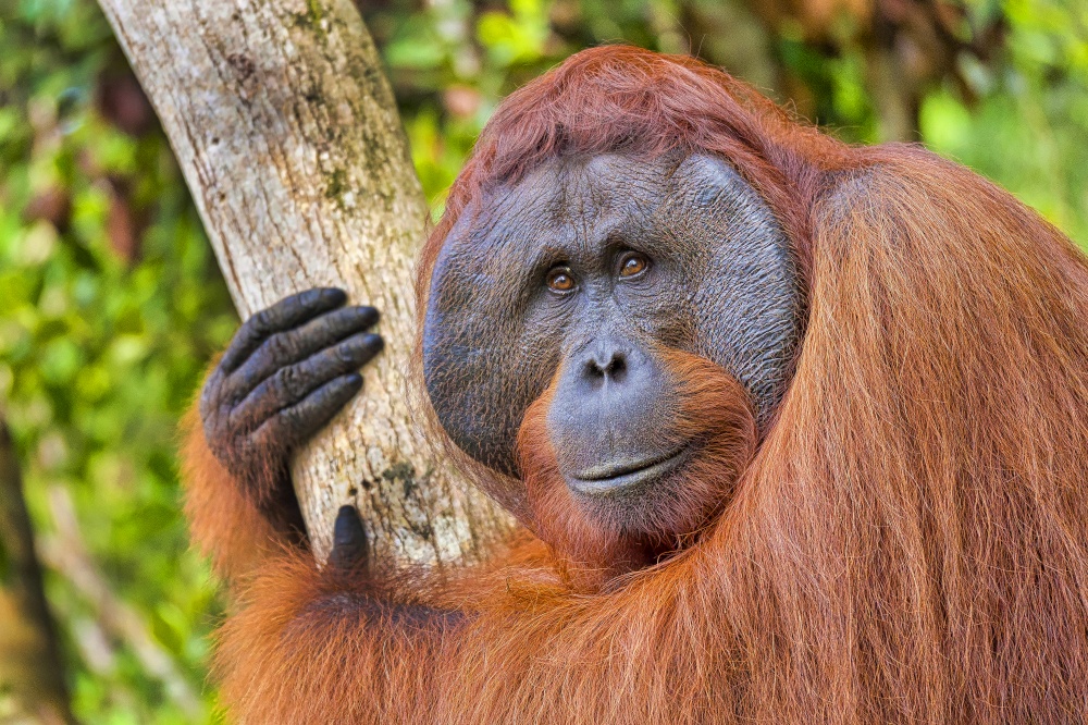 Orangutan, Pongo pygmaeus, Tanjung Puting National Park, Borneo, Indonesia. Alberto Carrera
