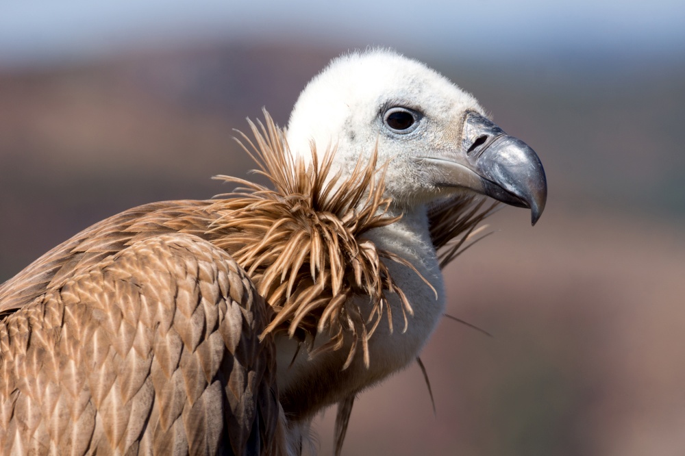 Closeup of griffon vulture head