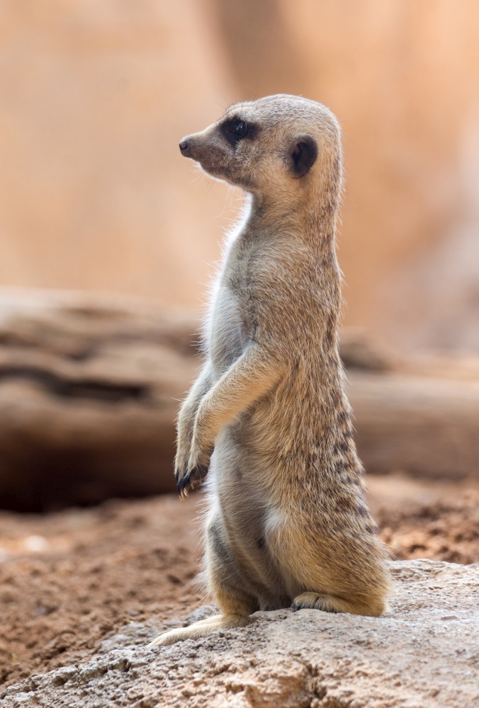 An meerkat standing in typical pose