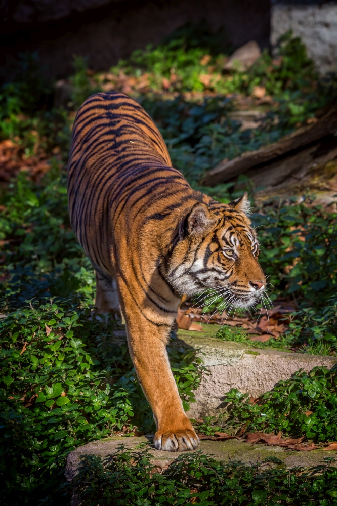 Asian tiger in Barcelona Zoo, Spain