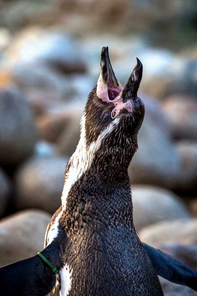 Portrait of penguin on the zoo of Barcelona