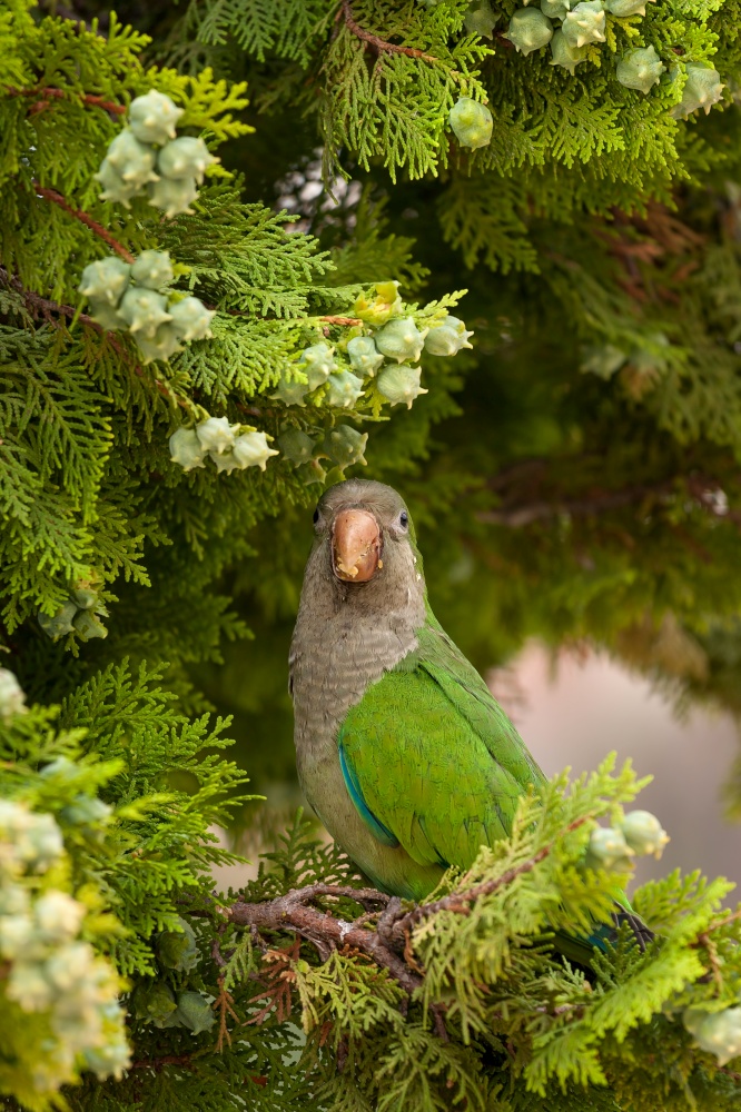 MS Monk Parakeet parrot (Myiopsitta monachus) perching on tree branch / Barcelona, Catalonia, Spain