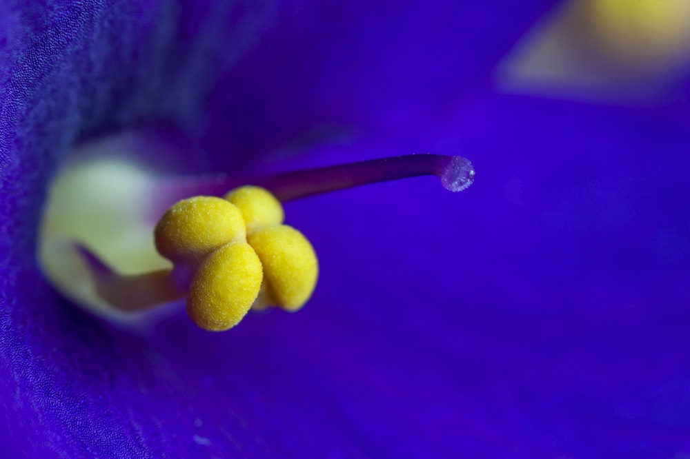 Macro photo of African Violet (Saintpaulia sp.) flower