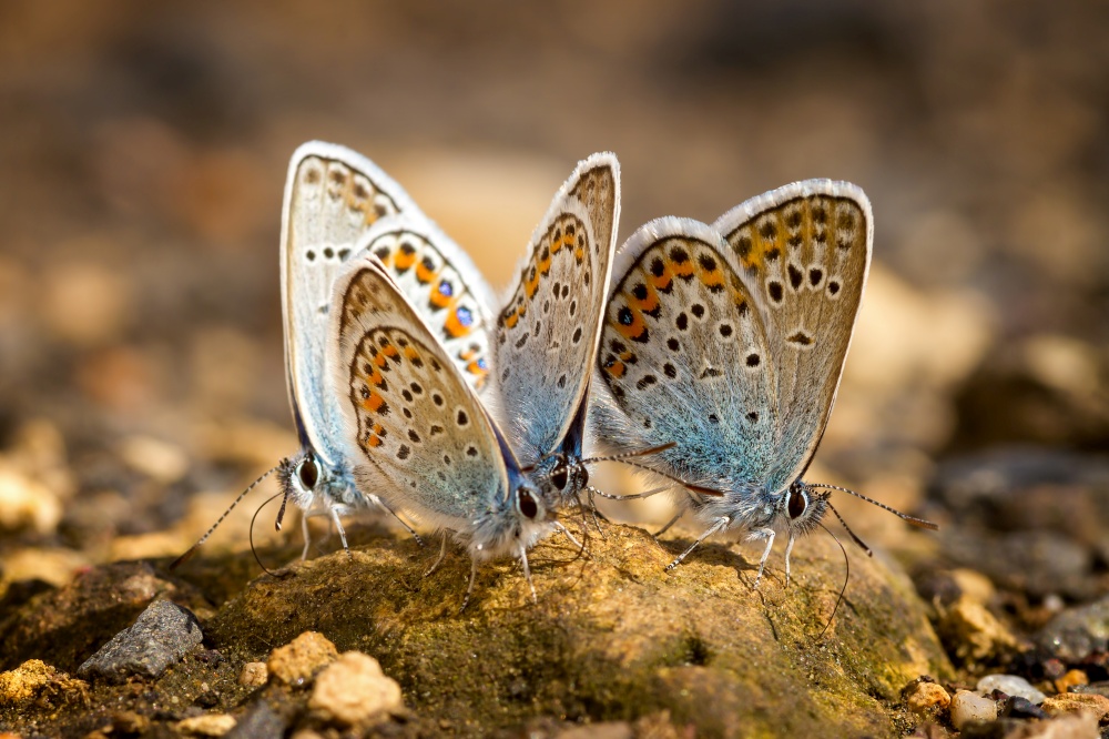 Many pretty gossamer-winged butterflies resting together