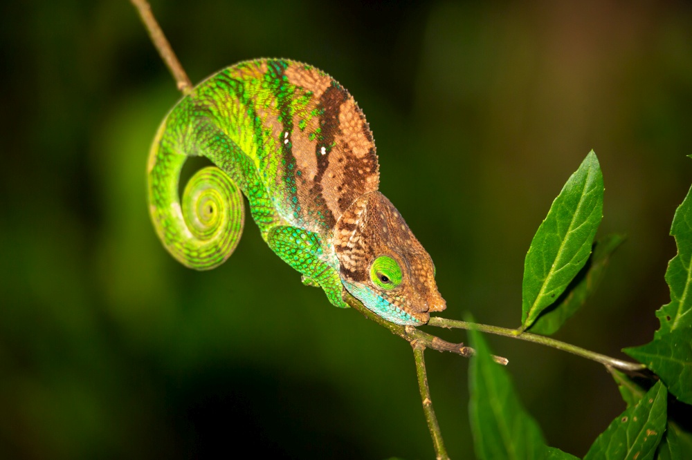 One Colorful chameleon on a branch of a tree. Colorful chameleon on a branch of a tree