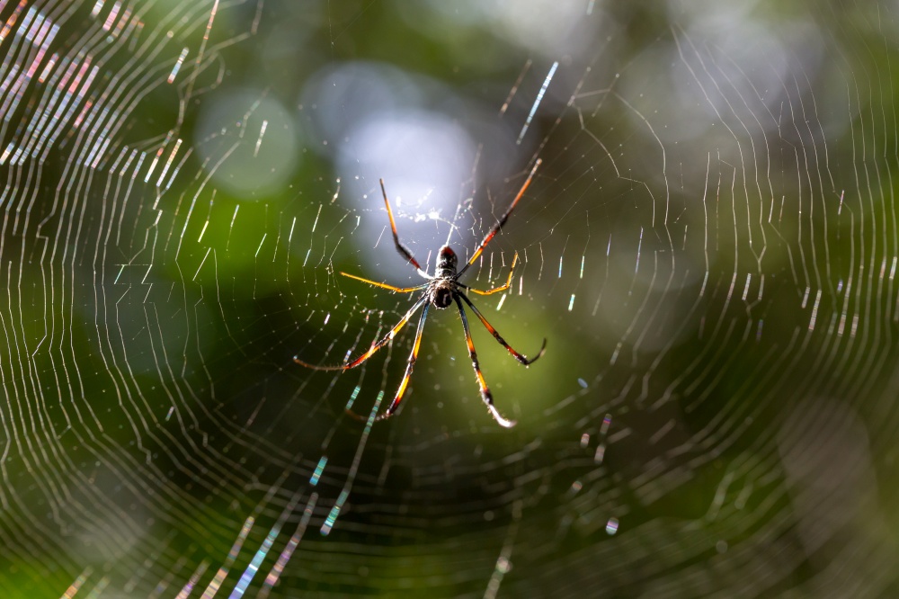 The native spider on its web in Madagascar. A native spider on its web in Madagascar