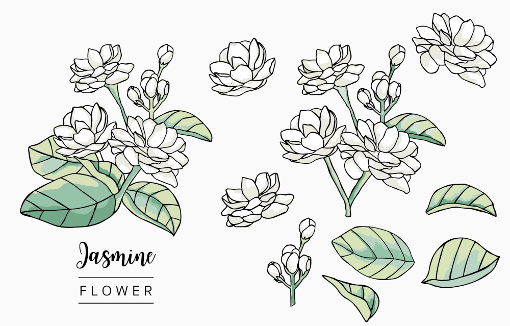 Color Jasmin logo collection with leaves,geometric.Vector illustration for icon,logo,sticker,printable and tattoo