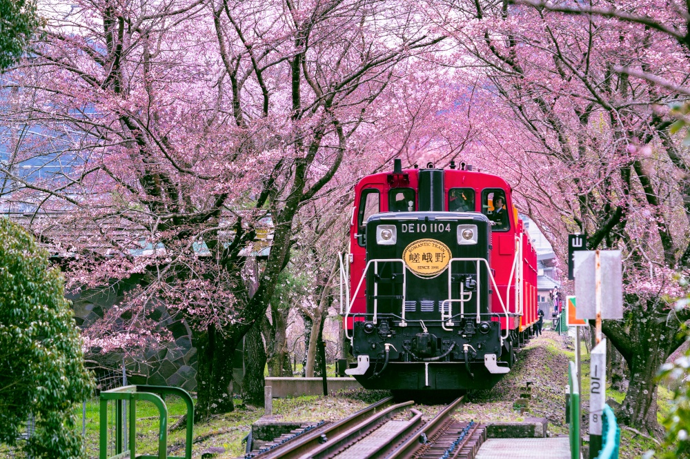 Kyoto, Japan April 4, 2019: Romantic train runs through tunnel of cherry blossoms in Kyoto, Japan.