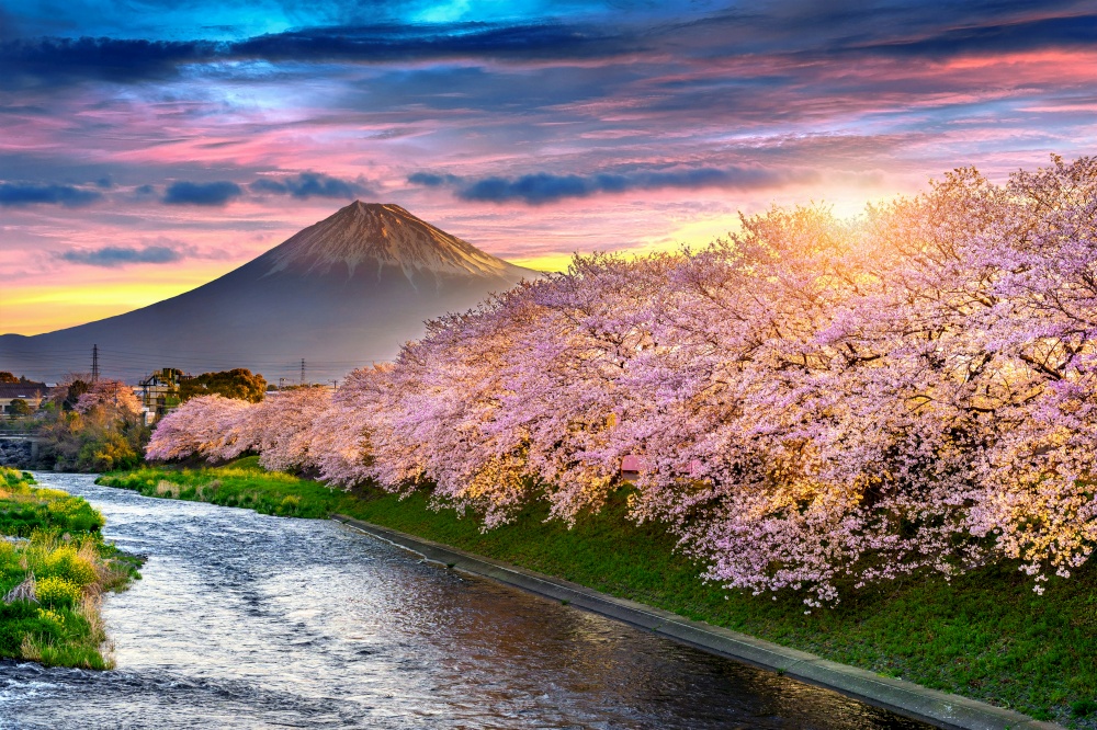 Cherry blossoms and Fuji mountain in spring at sunrise, Shizuoka in Japan.