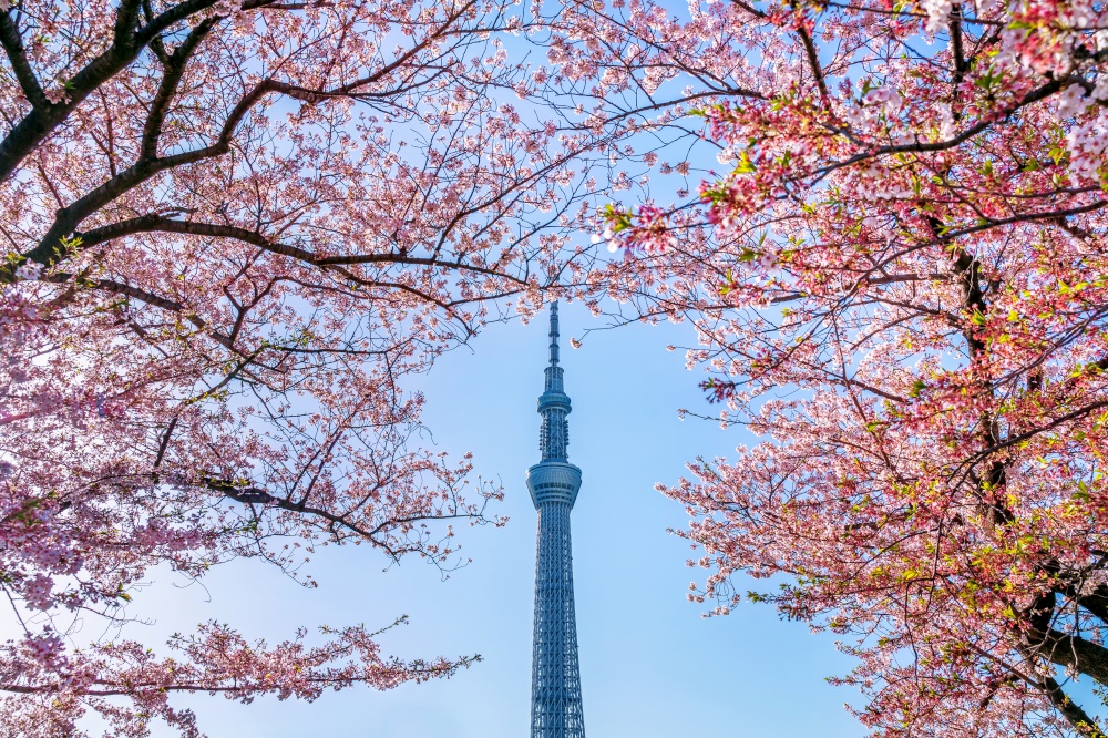 TOKYO, JAPAN - APR 9, 2019 : Beautiful cherry blossoms and Tokyo sky tree in spring at Tokyo, Japan.