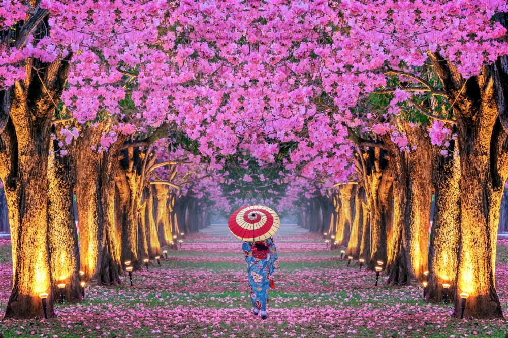 Rows of Beautiful pink flowers trees and Kimono girl.