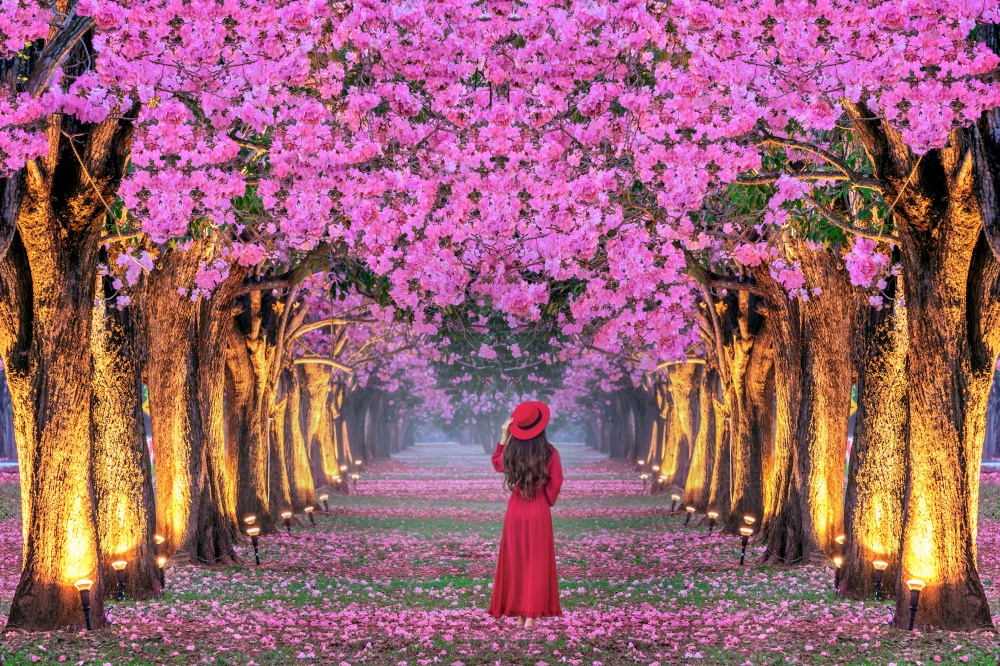 Young woman walking in rows of beautiful pink flowers trees.