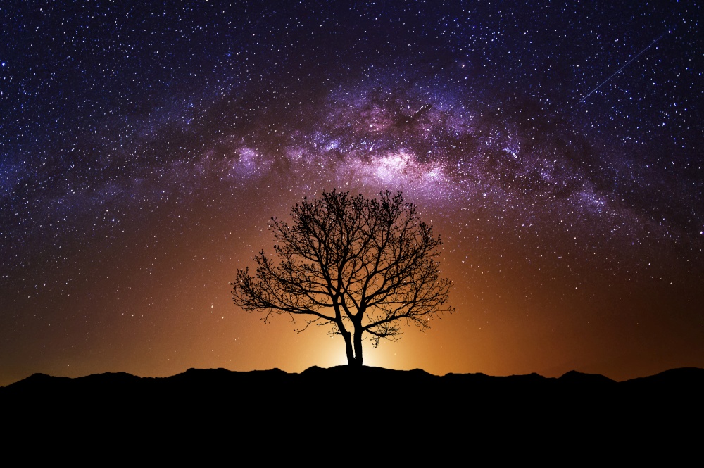 Night scene with Milky Way and old tree