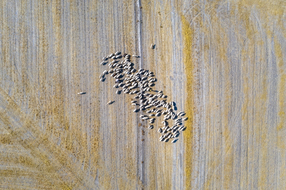 Herd of sheep on field. Aerial view of sheep.