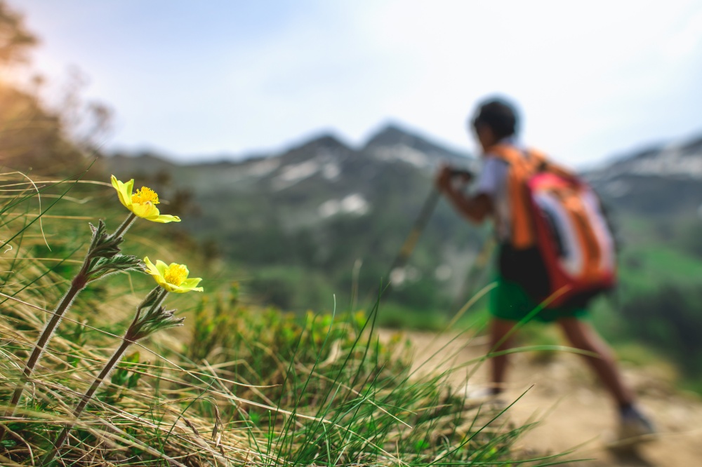 Mountain flowers with little boy on a hike