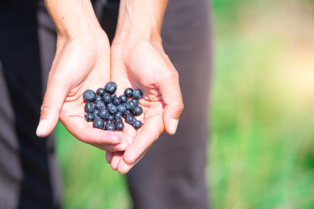 Freshly picked fresh blueberries in hand