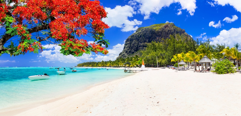 Best tropical destination - Mauritius island. View of Le Morne beach and flamboyant tree