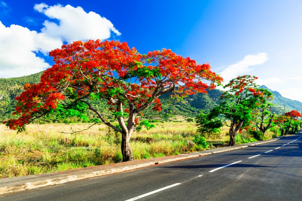 blooming red flowers in famous tree of Mauritius island - flamboyant (flame tree)