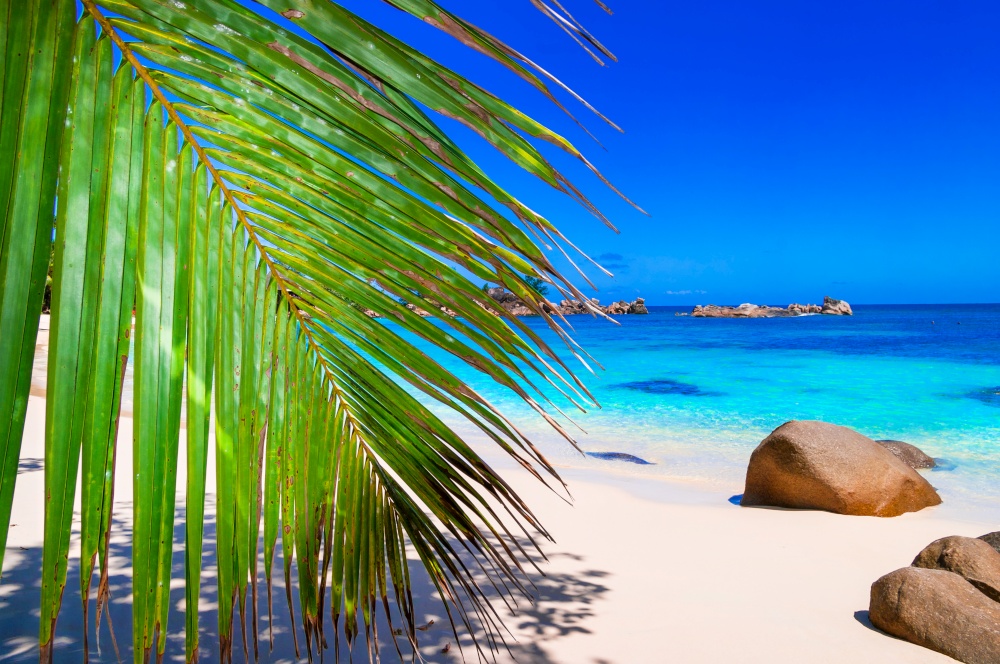 tropical paradise. palm tree and turquoise sea of Seychelles islands