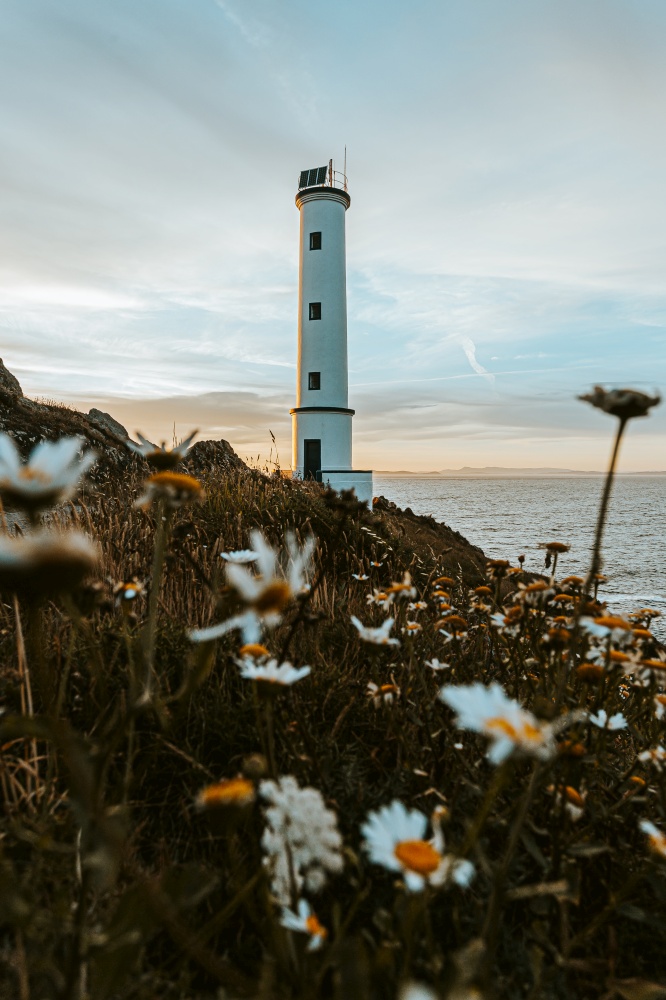 The white lighthouse with a lot of daisies in front