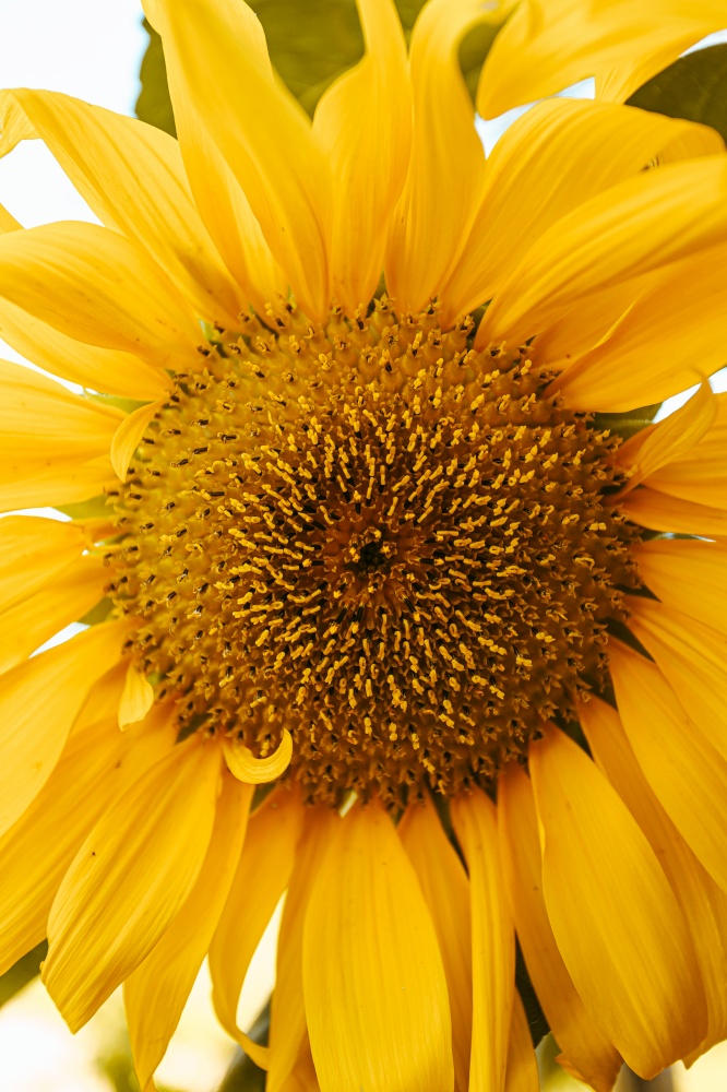 Close up of a sunflower during summer