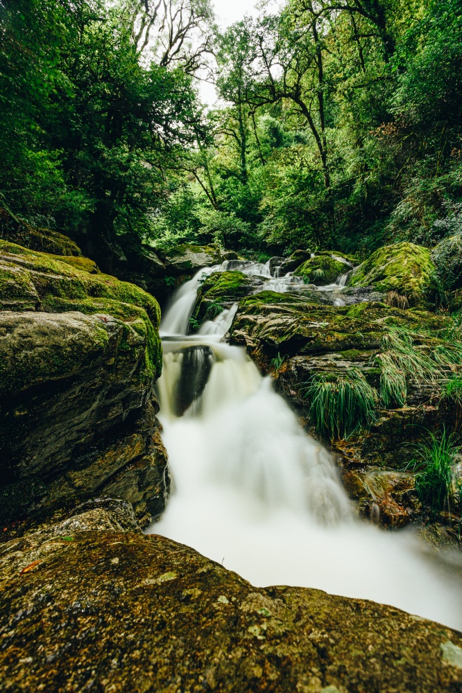 A long exposure shot of a river in the middle of a green forest
