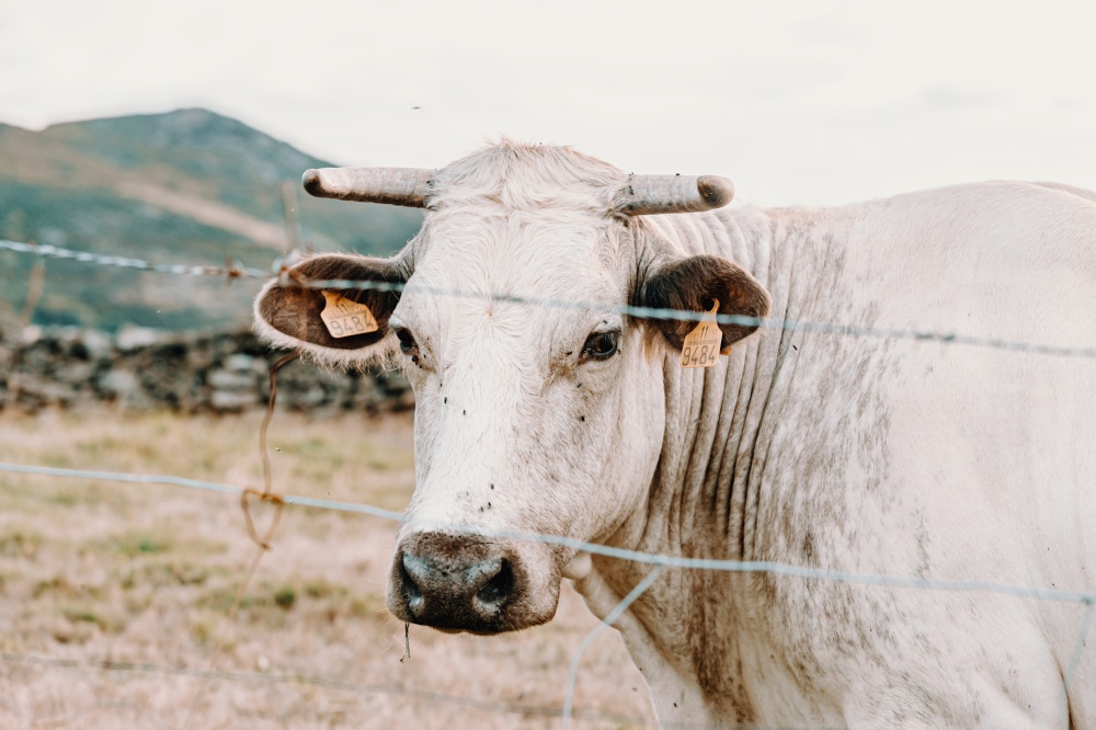 A white giant cow with giant horns in the farm looking straight to camera