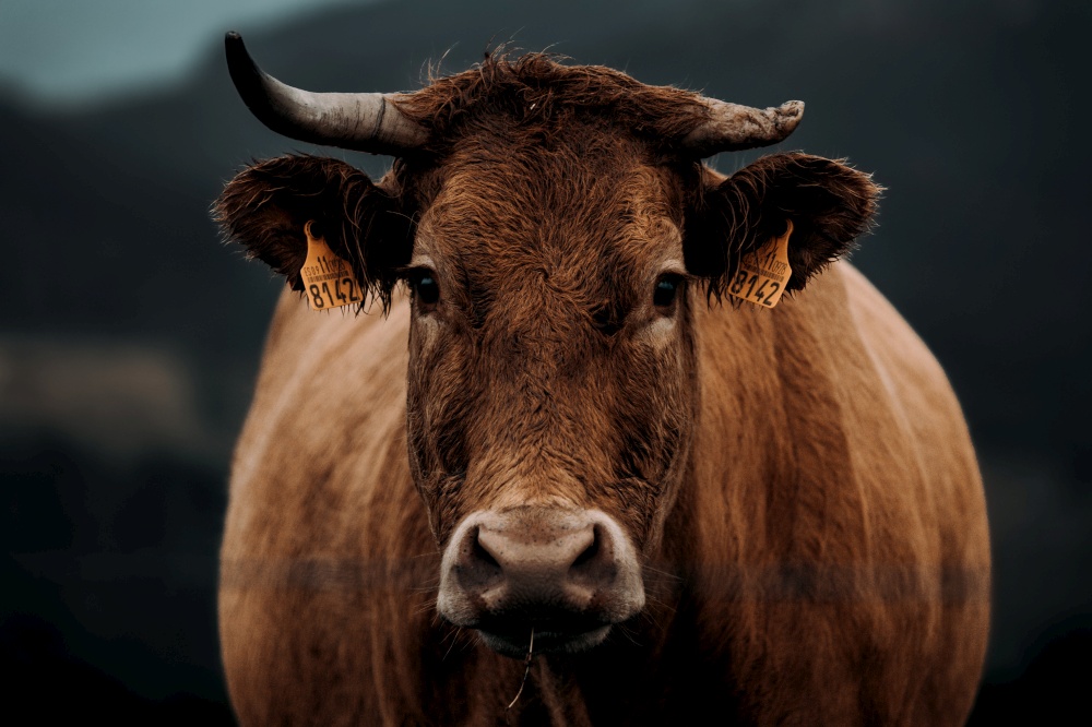 A close up of a brown cow with a broken horn looking straight to camera during a stormy day in the middle of the mountains