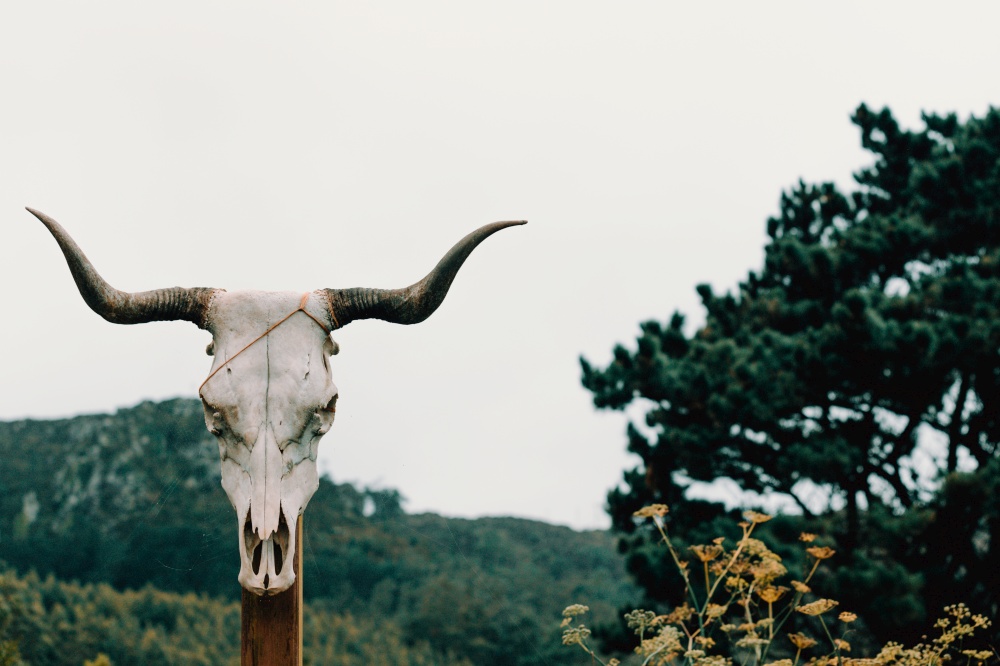 A cow skull in a wooden trunk in front of some giant mountains with copy space