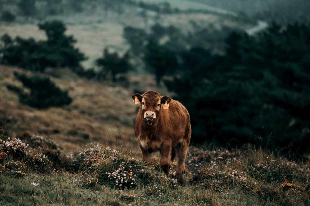 A brown baby cow looking straight to camera in the middle of the mountains