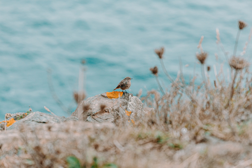 A close up of a little bird in front of the ocean with plants out of focus surrounding him