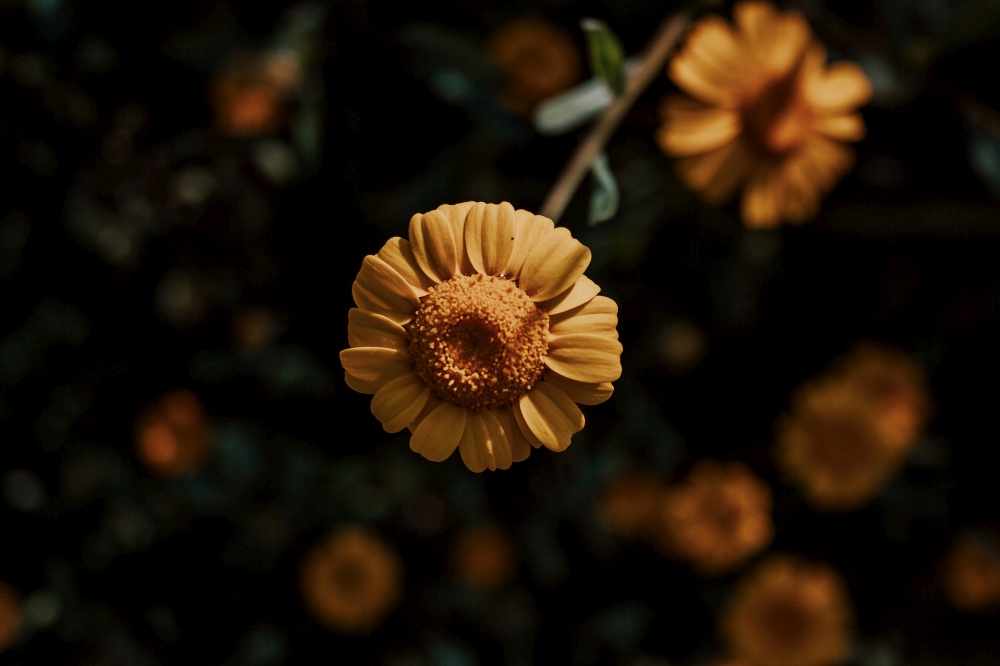 A super yellow small flower with another flowers in the background
