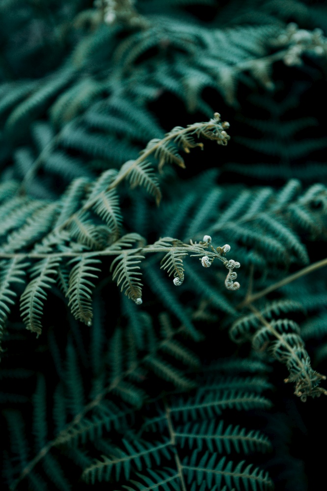 Some ferns on desaturated green tones in the middle of the forest with copy space