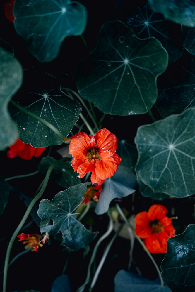 Some red flowers over a green background with dark tones and copy-space