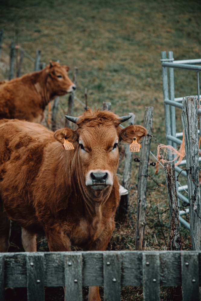 A brown cow looking straight to camera