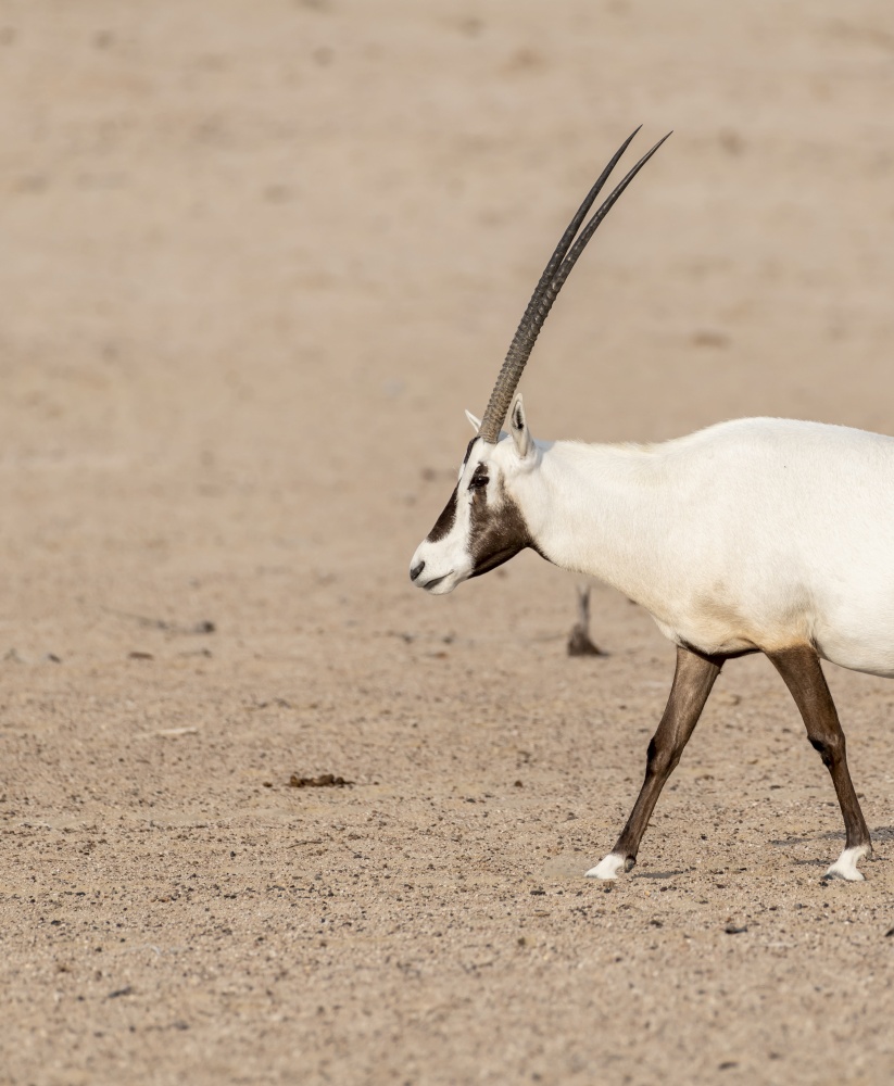 Arabian oryx walking in the desert of Dubai Emirates,United Arab Emirates (UAE), Middle East, Arabian Peninsula. Arabian Oryx, Dubai, UAE