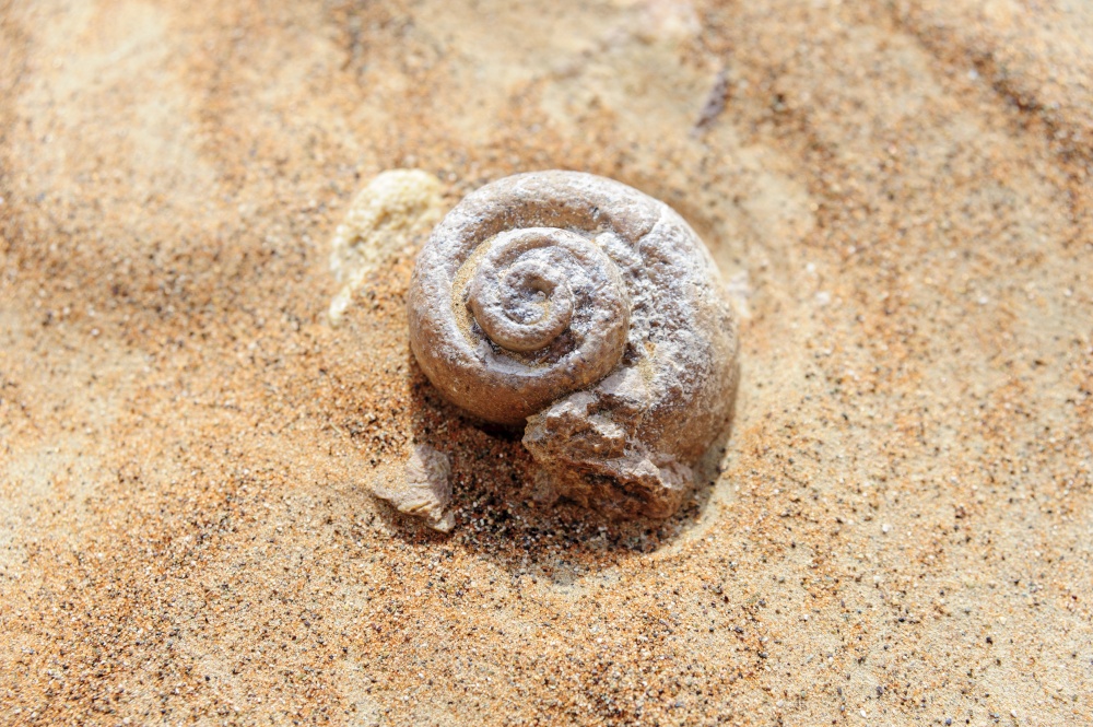 Snail fossil in the desert of sand found in the United Arab Emirates (UAE), Middle East
