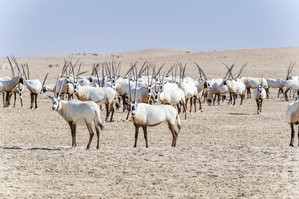 Arabian Oryxes seen in the Desert of Dubai Emirates, United Arab Emirates, Middle East. Arabian Oryx, Dubai Emirates, UAE