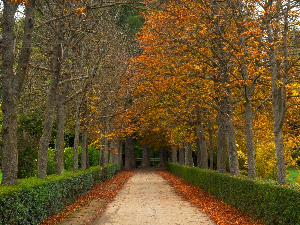 Scene of a road surrounded by trees in autumn time