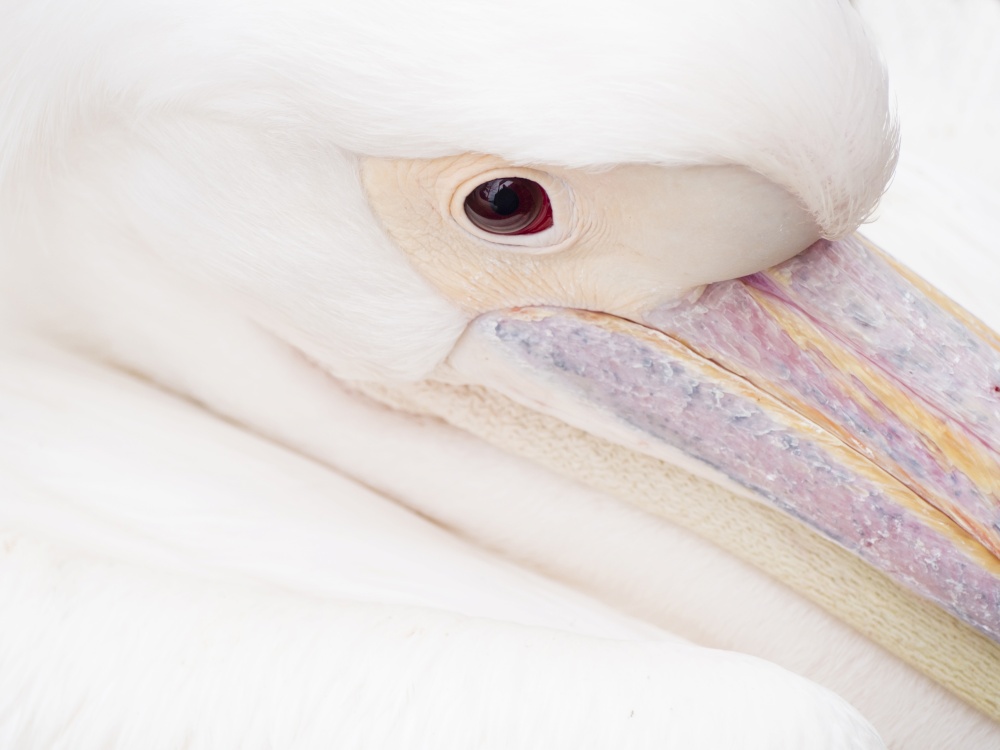 portrait in the foreground A white pelican