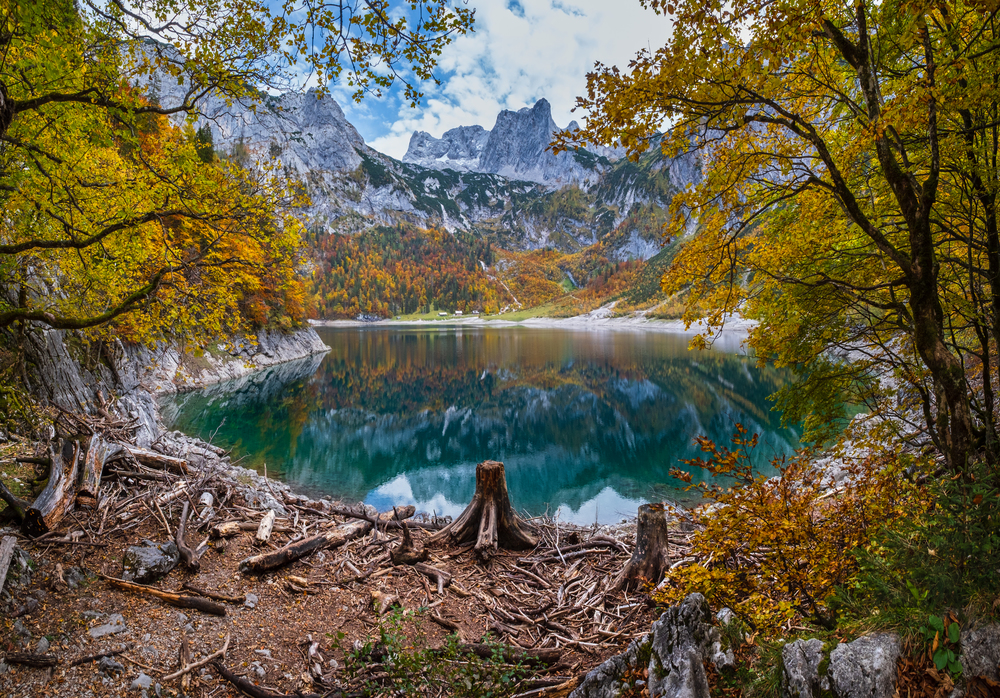 Tree stumps after deforestation near Hinterer Gosausee lake, Upper Austria. Colorful autumn alpine mountain lake with clear transparent water and reflections. Dachstein summit and glacier in far.