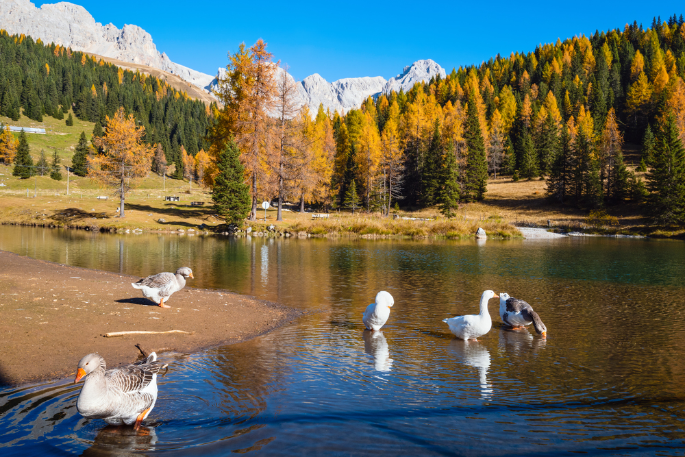 Geese flock on autumn alpine mountain pond not far from San Pellegrino Pass, Trentino, Dolomites Alps, Italy. Cima Uomo rocky massif in far. Traveling, seasonal and nature beauty concept scene.