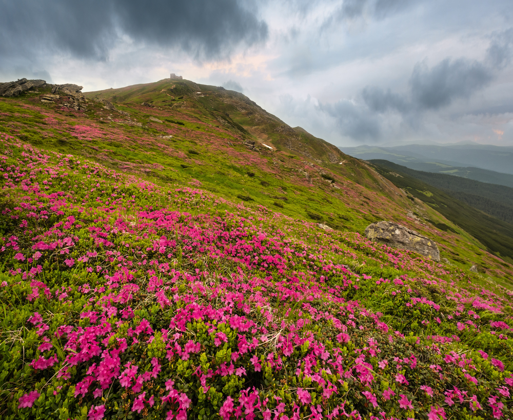 Pink rose rhododendron flowers on summer mountain slope. Pip Ivan Mount peak with observatory ruins and cloudy overcast sky behind. Carpathian, Chornohora, Ukraine.