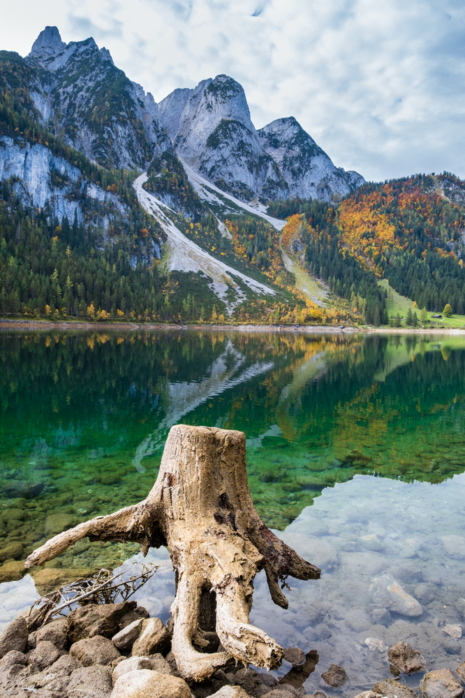Tree stumps after deforestation near Gosauseen or Vorderer Gosausee lake, Upper Austria. Colorful autumn alpine view of mountain lake with clear transparent water and reflections. Dachstein summit and glacier in far.