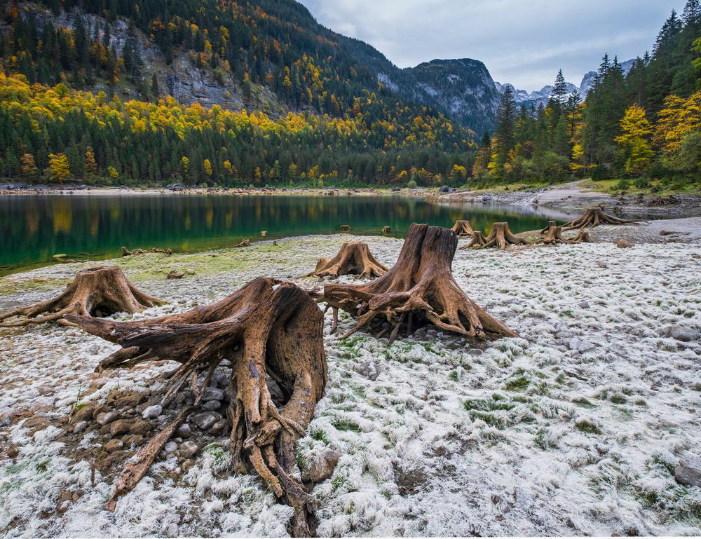 Tree stumps after deforestation near autumn Gosauseen or Vorderer Gosausee lake, Upper Austria. Dachstein summit and glacier in far.