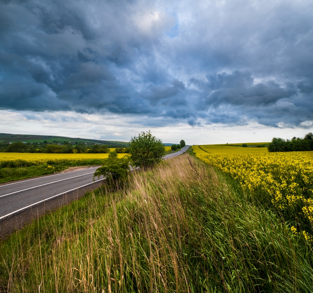 Spring yellow flowering rapeseed fields, regional road, dramatic cloudy thunderstorm rainy sky and countryside hills. Natural seasonal, climate, farming, rural beauty concept.
