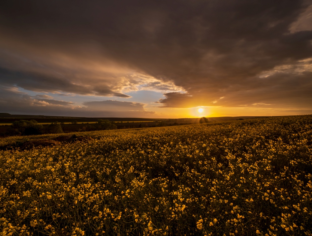 Spring rapeseed yellow fields, cloudy sunset evening sky, rural hills. Natural seasonal, weather, climate, countryside beauty concept and background scene.