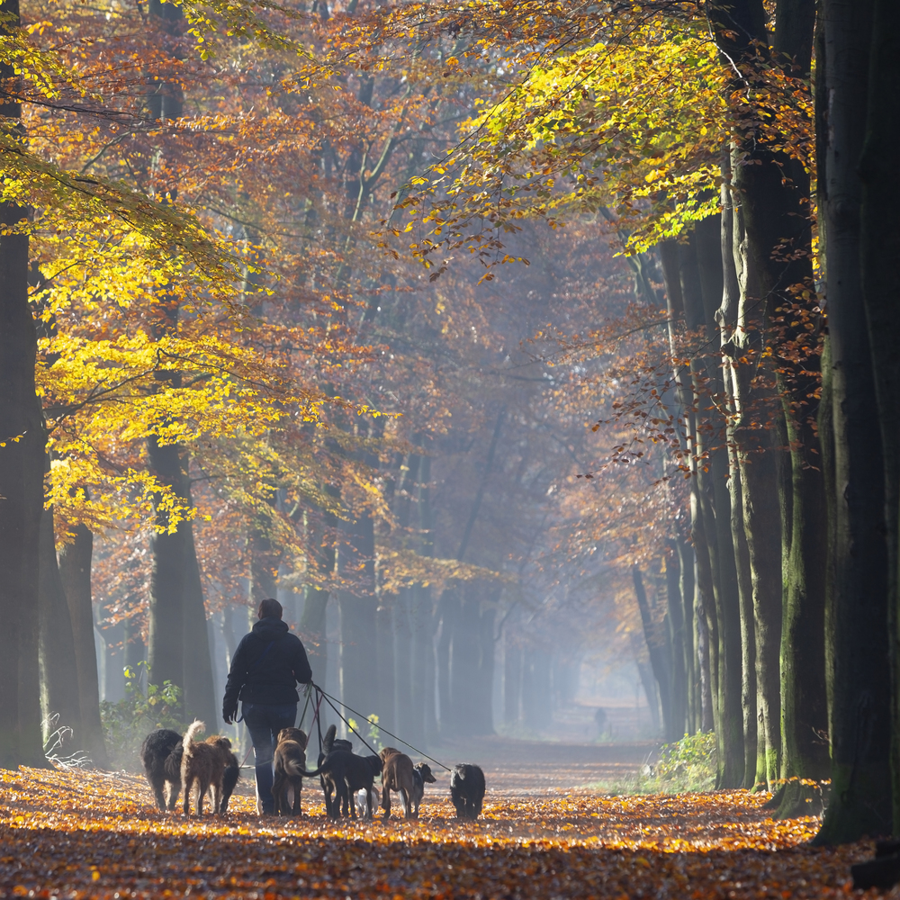 dog walk service with many dogs on leash in fall forest near utrecht in holland on sunny autumnal morning